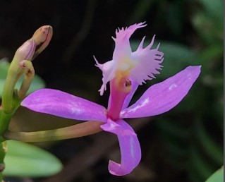 Charla de Orquídeas: Los Epidendrum