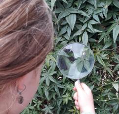 Taller por el Día de la niñez: El misterioso mundo de los insectos