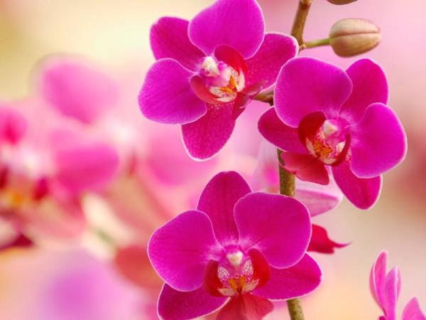 convenio-de-ate-con-la-asociacion-orquideofila-de-santa-fe-